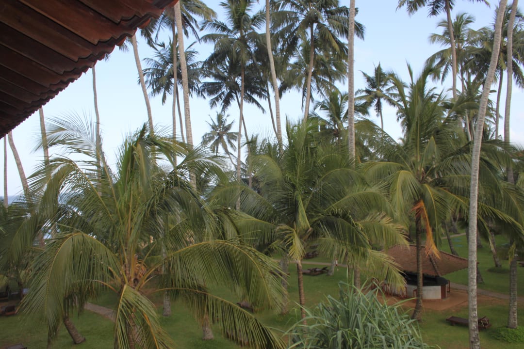 Ausblick vom Balkon (das Meer zwischen den Palmen) Mermaid Hotel & Club