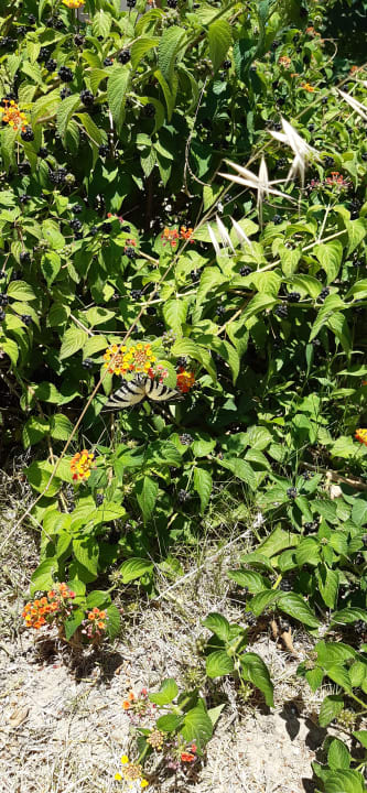 Gartenanlage Civitel Creta Beach