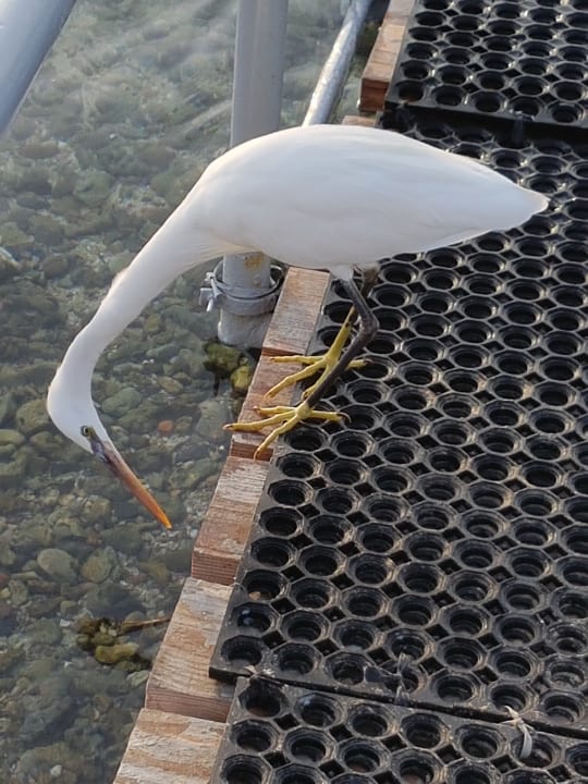 Sonstiges Steigenberger Coraya Beach - Adults only