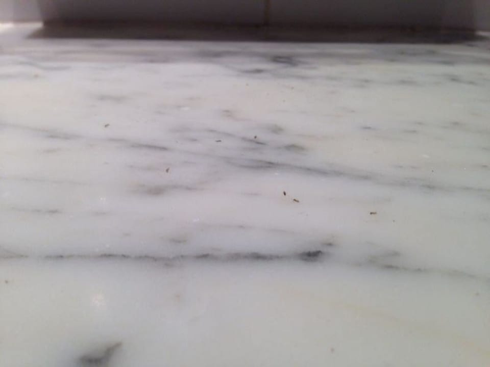 Ameisen im Bad SBH Costa Calma Beach Resort