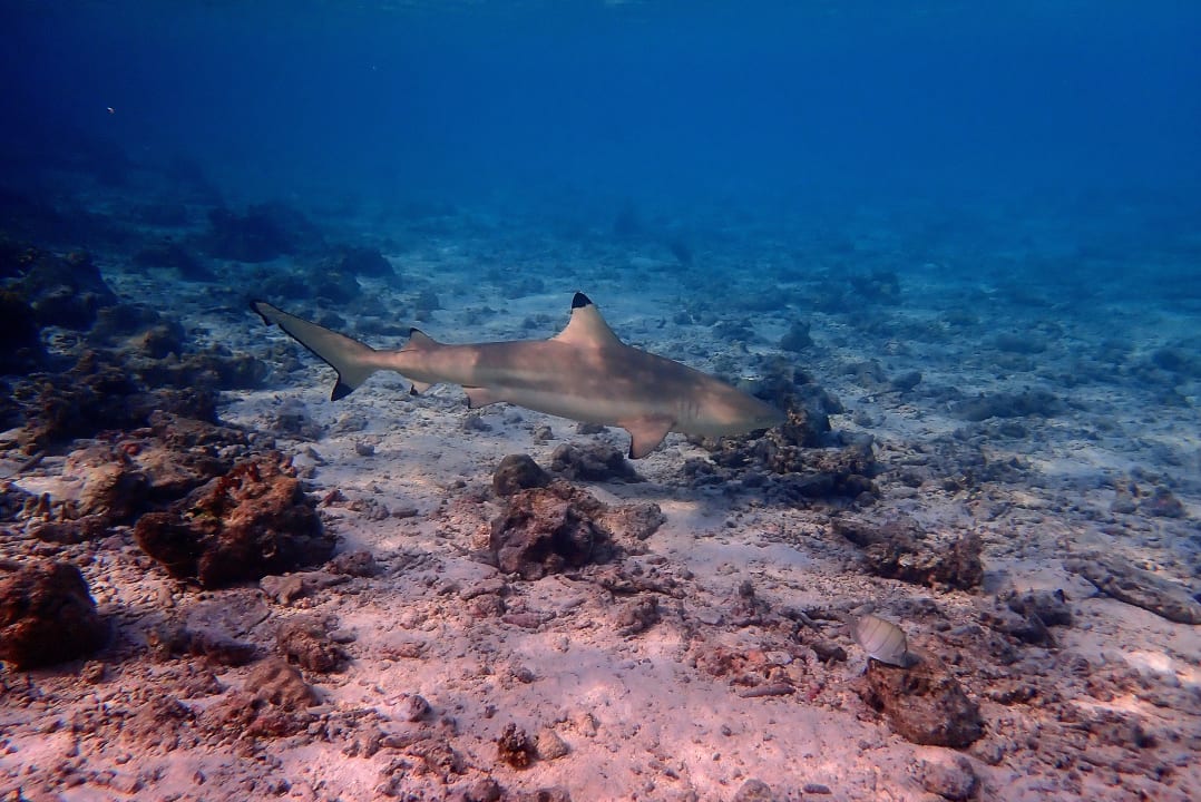 Sport & Freizeit Summer Island Maldives