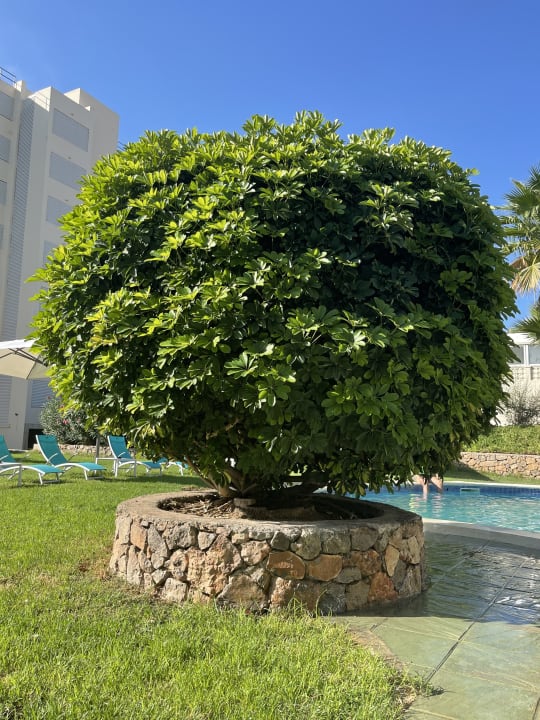 Gartenanlage Club Can Bossa