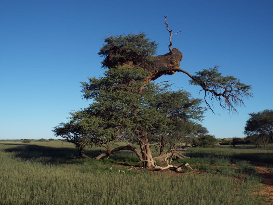 Abendsafari: Siedelwebernest in Kameldornbaum Kalahari Anib Lodge