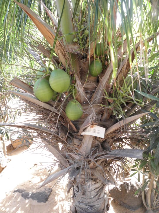 Junge Kokosnüsse - Bitte nicht pflücken! Hotel Riu Touareg