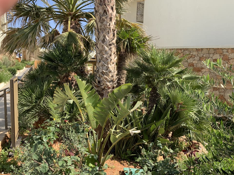 Gartenanlage Mitsis Rinela