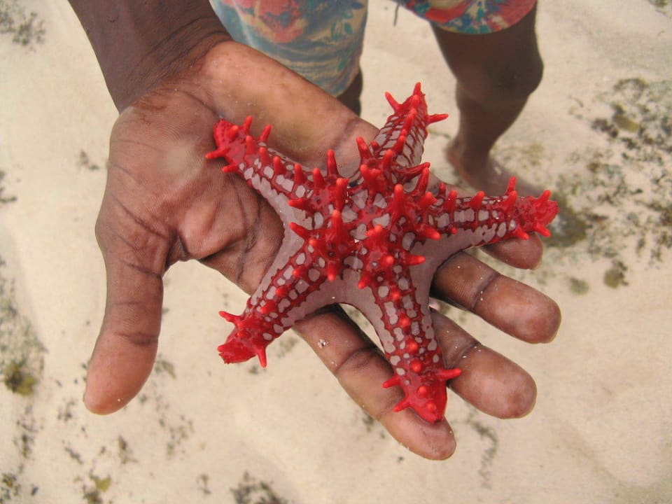 Excursion auf dem Außenriff Hotel Papillon Lagoon Reef