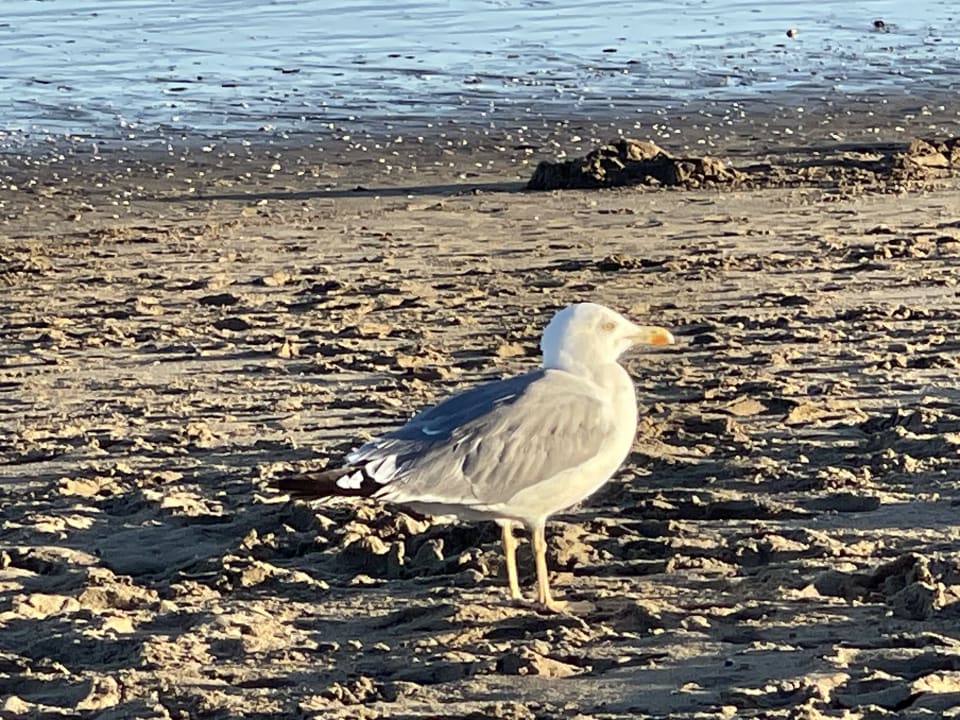Strand Playacanela Hotel