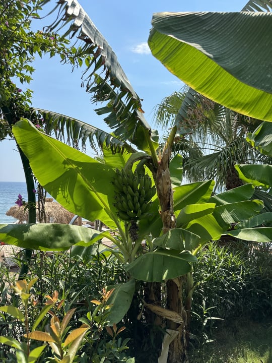 Gartenanlage Rubi Platinum Sign