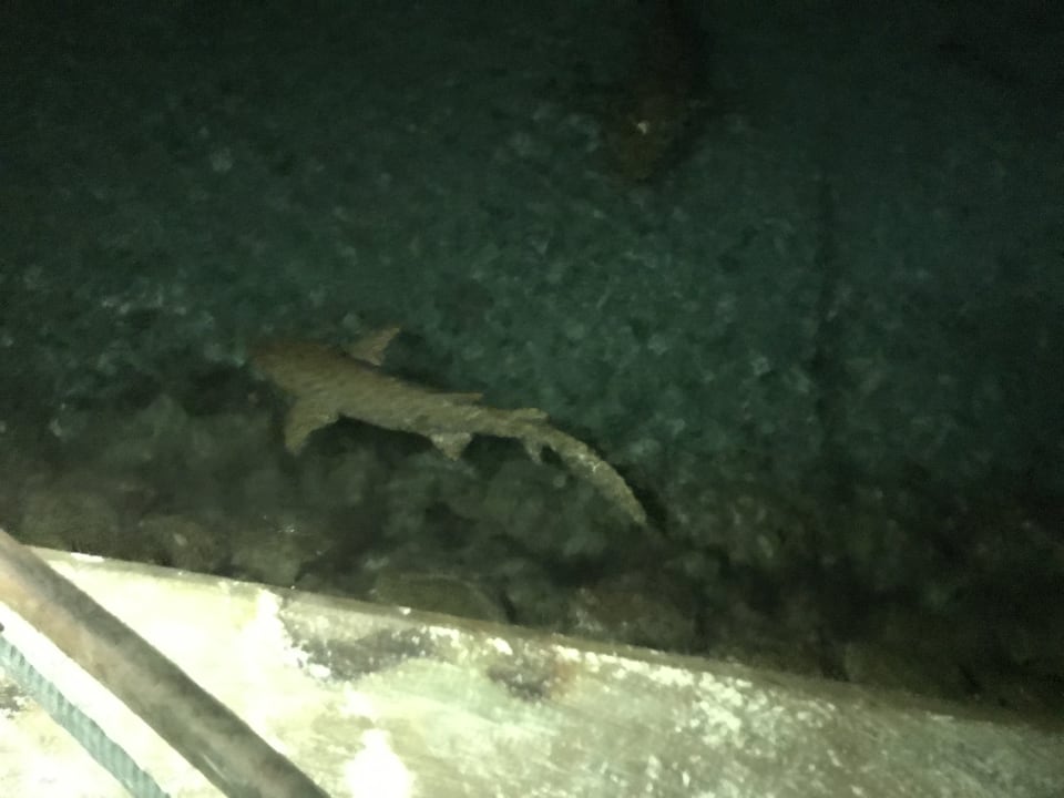 Am Abend kommen die großen Haie  Kuredu Island Resort & Spa