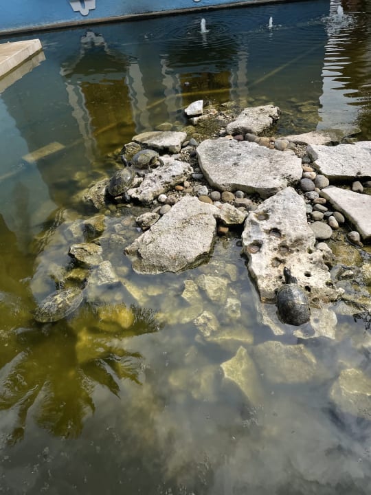 Gartenanlage Iberostar Selection Paraiso Maya Suites