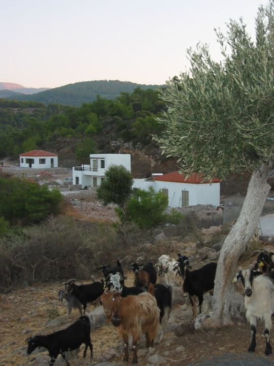 Auberge Kalopetri overview Auberge Kalopetri