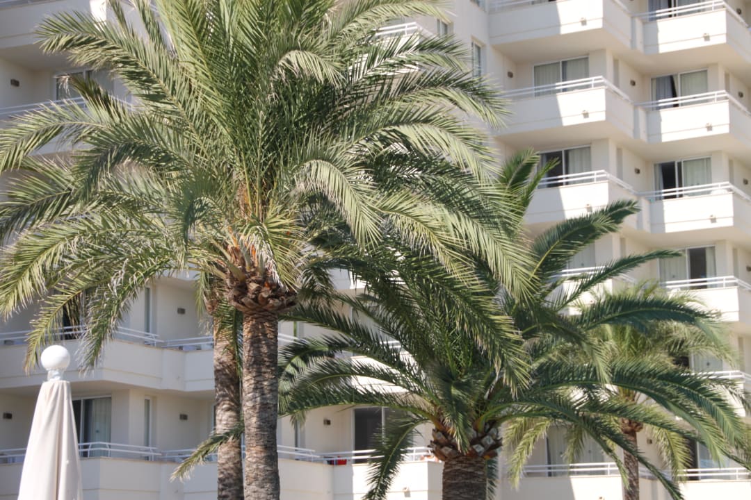 Blick zum Hotel Aparthotel Playa Dorada