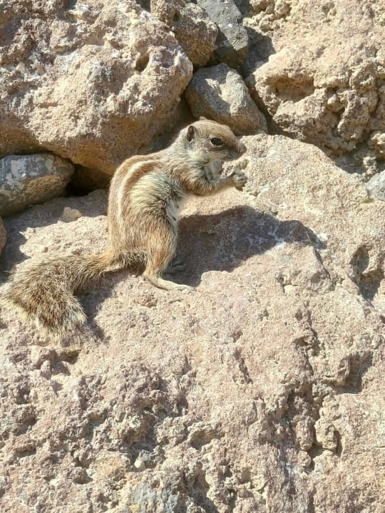 Streifenhörnchen R2 Pajara Beach