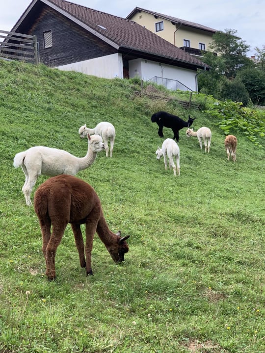 Sonstiges Joglland Hotel Prettenhofer