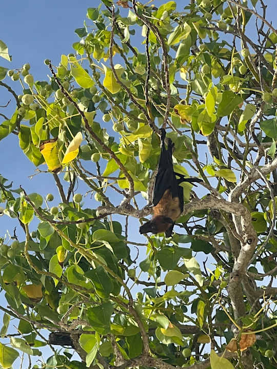 Sonstiges Royal Island