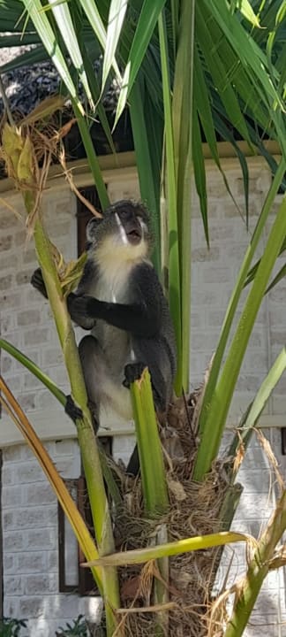 Gartenanlage Baobab Beach Resort & Spa
