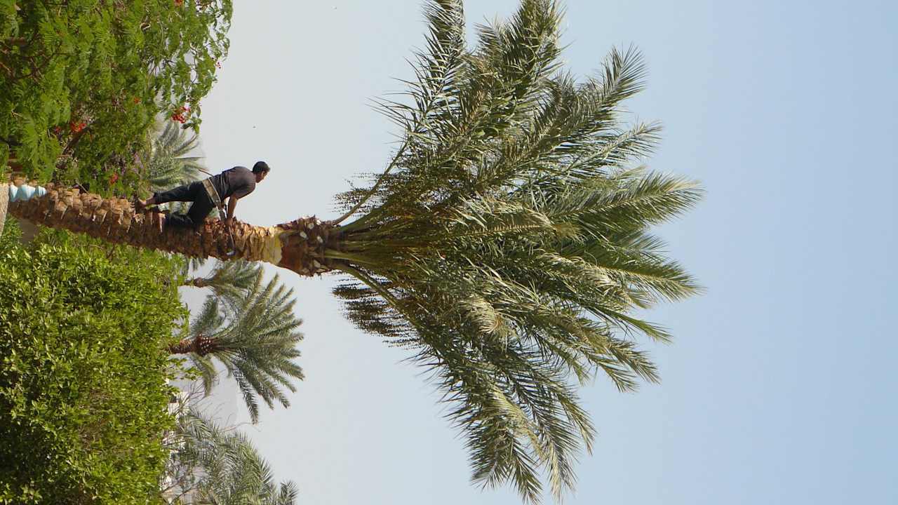 Zahradník Shams Safaga Resort