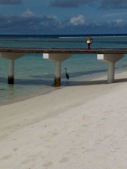 Einer von 5 Stegen Palm Beach Resort & Spa Maldives