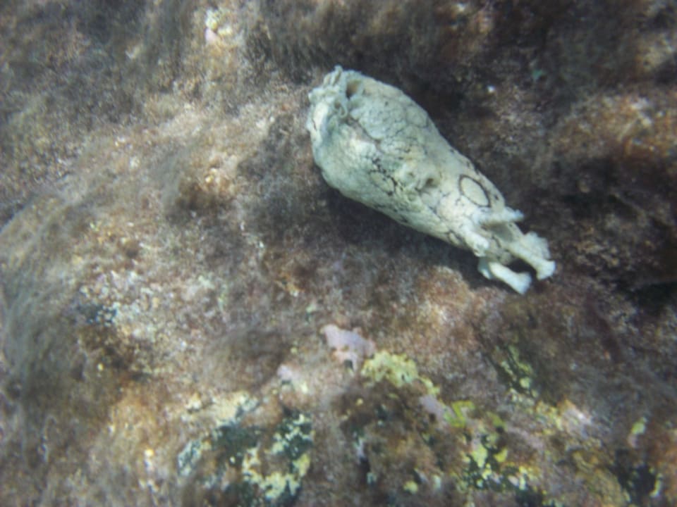 Meeresnacktschnecke SBH Costa Calma Beach Resort