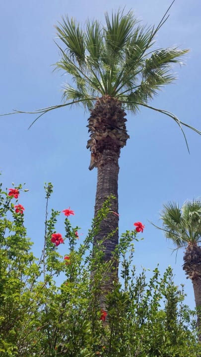 Toller garten Caravia Beach Hotel