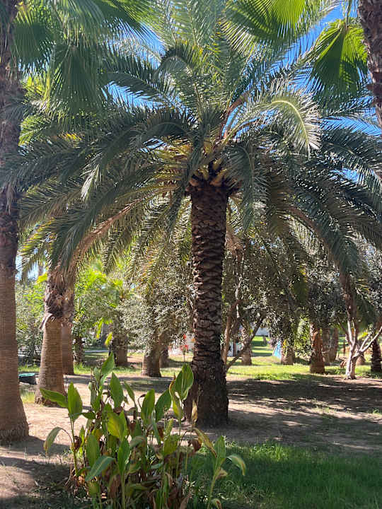 Gartenanlage Seaden Sea World Resort & Spa