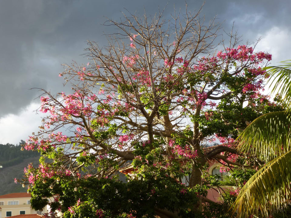 Kapokbaum Hotel Quinta Splendida Wellness & Botanical Garden