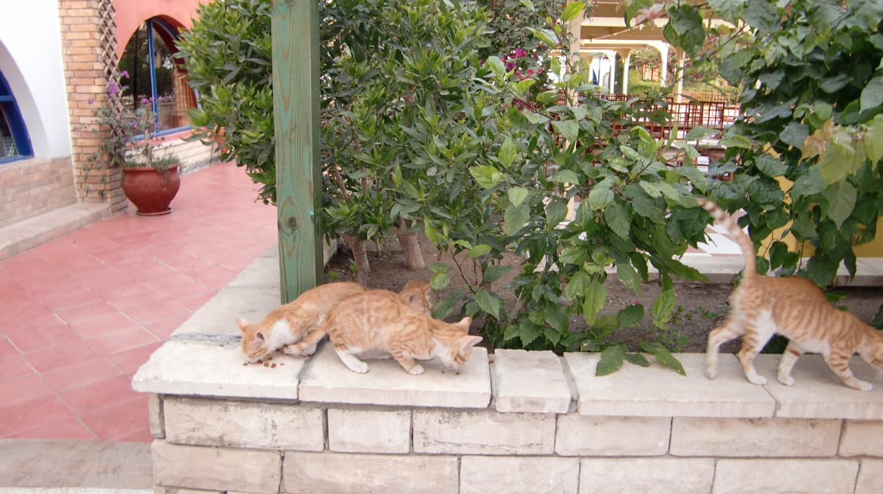 Katzen Arabia Azur Resort