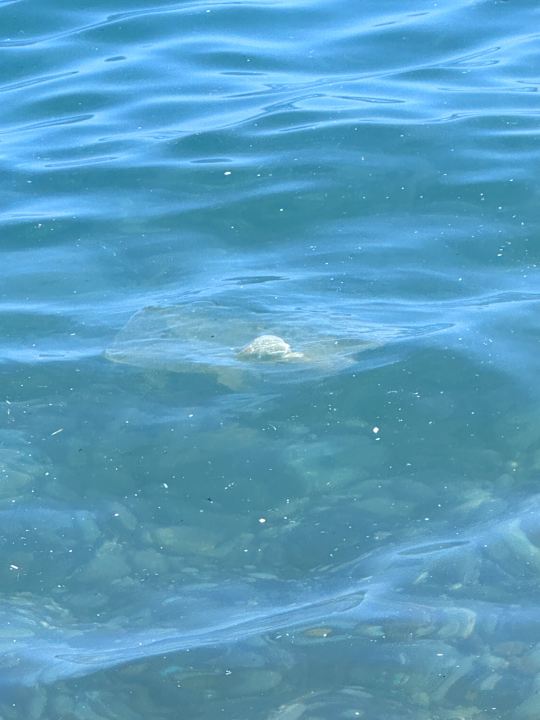 Strand The Marilis Hill Resort Hotel & Spa Ultra All Inclusive