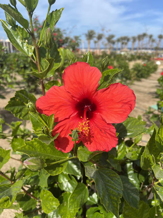 Gartenanlage Pickalbatros Vita Resort - Portofino Marsa Alam