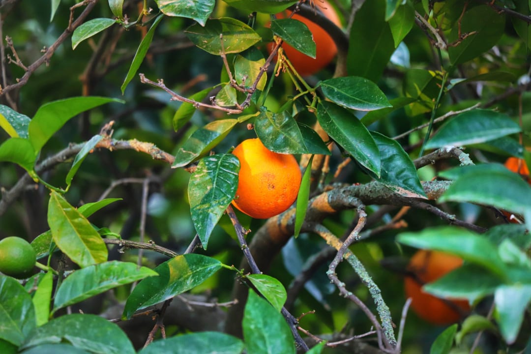 Ausblick Agroturismo Son Galceran