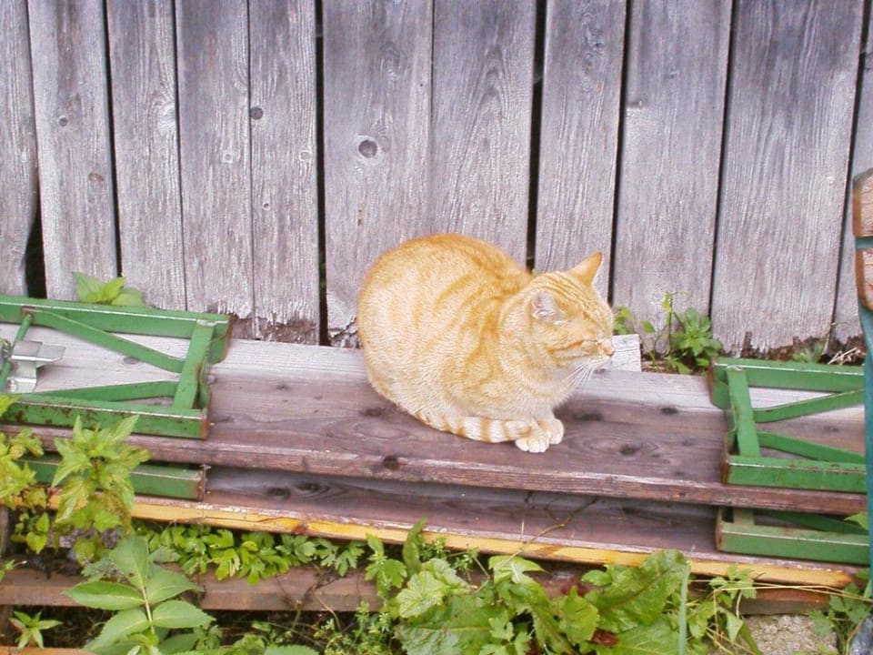 Garfield beim Sonnen Landhotel Postgut