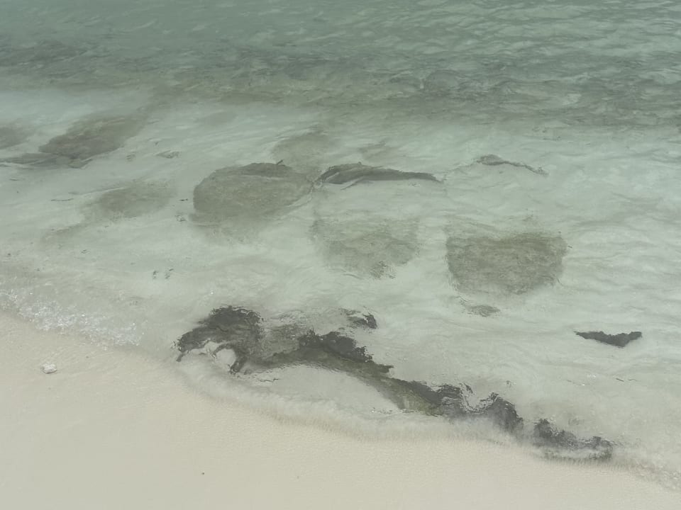 Strand Summer Island Maldives