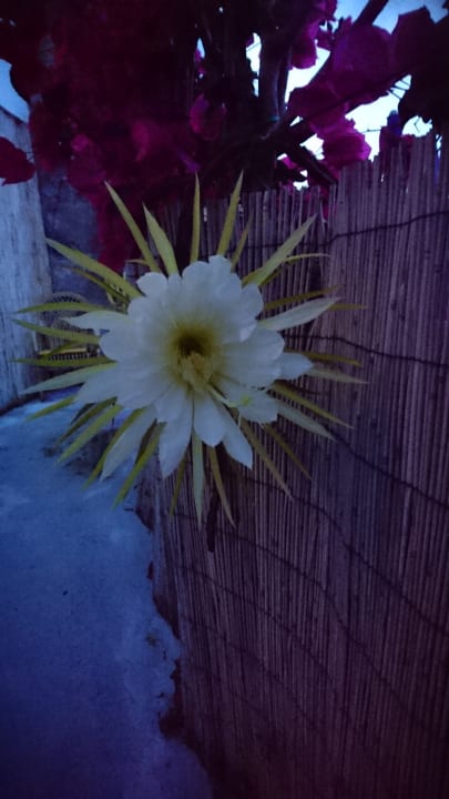 Gartenanlage Hotel Casa Rosa Terme