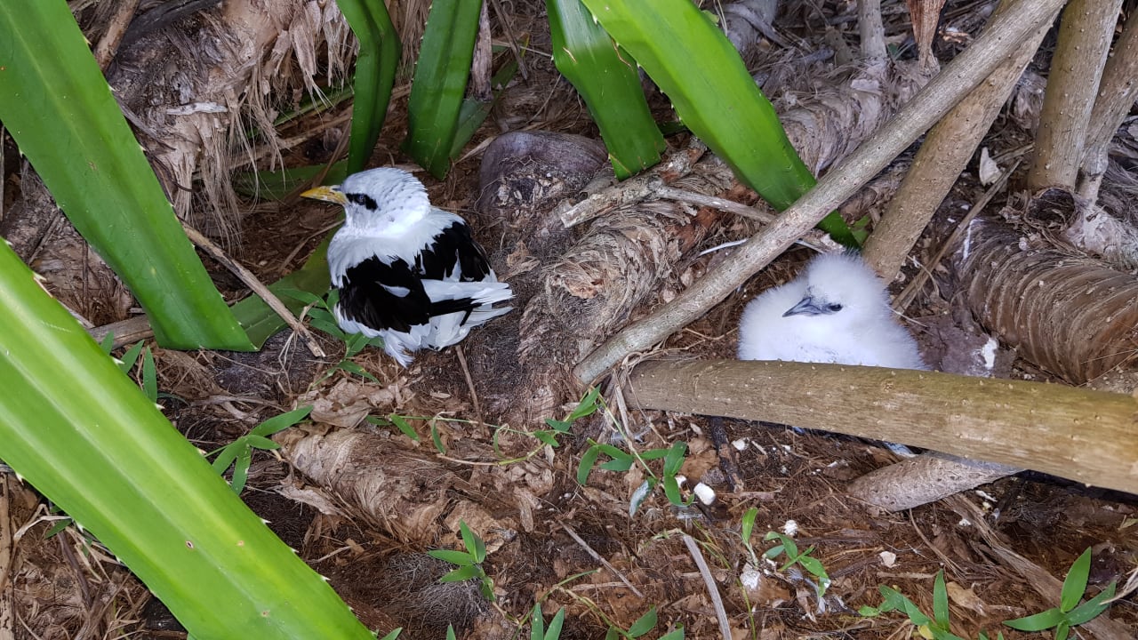 Gartenanlage Kuredu Island Resort & Spa