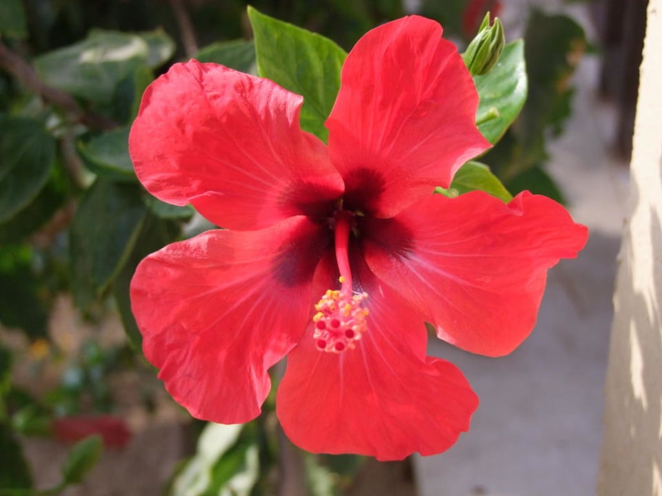 Schöne Blumen Jaz Dar EL Madina