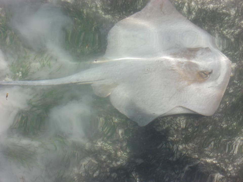 Rochen Kuredu Island Resort & Spa