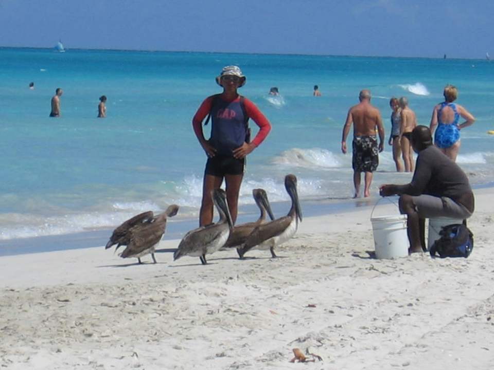 Fütterung Melia Las Antillas - Adults only