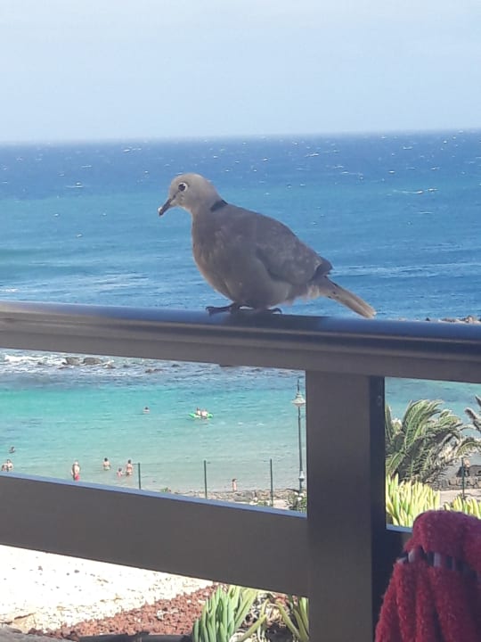 Ausblick Hotel Grand Teguise Playa