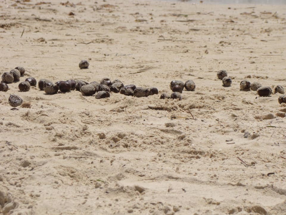 Niespodzianka Hotel Homère Djerba