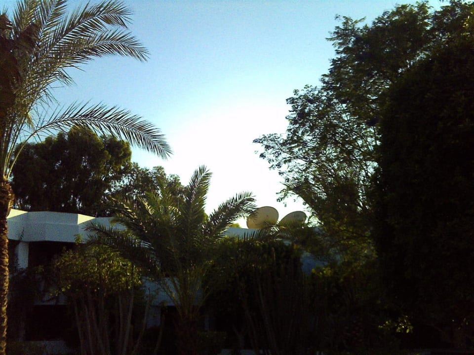 Palmen  Ghazala Beach