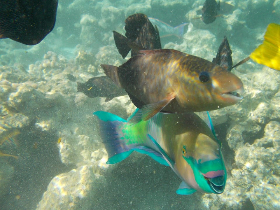 Coral and fish Hotel El Faraana Reef Resort
