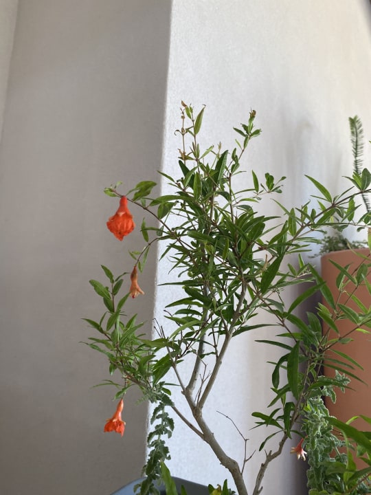 Sonstiges Anissa Beach & Village