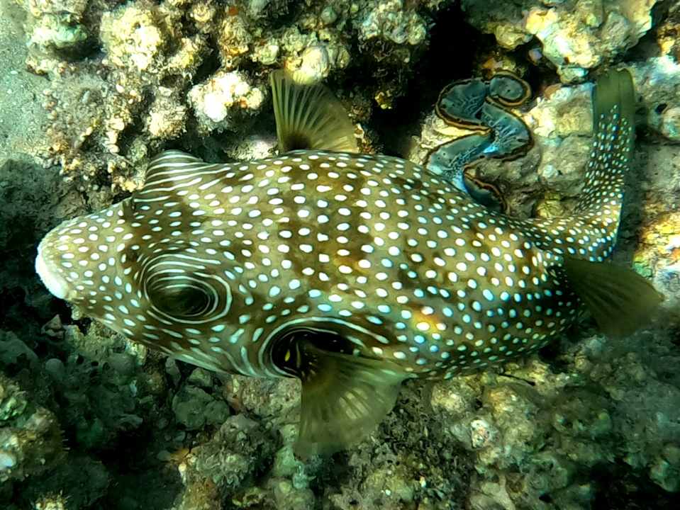 Strand Cleopatra Luxury Beach Resort Makadi Bay - Adults only