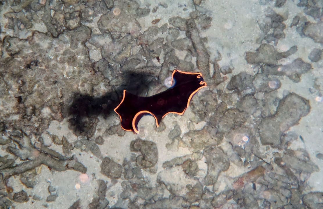 Plattwurm frei schwimmend Embudu Village