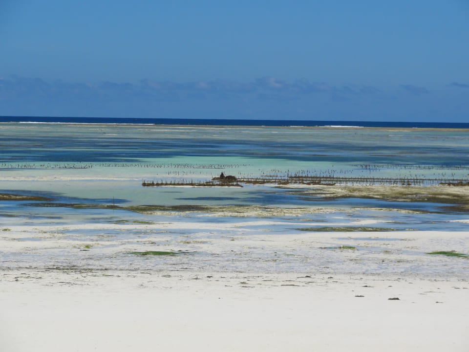 Seegras wird "gefangen" und bei Eppe eingesammelt. Sultan Sands Island Resort & Spa