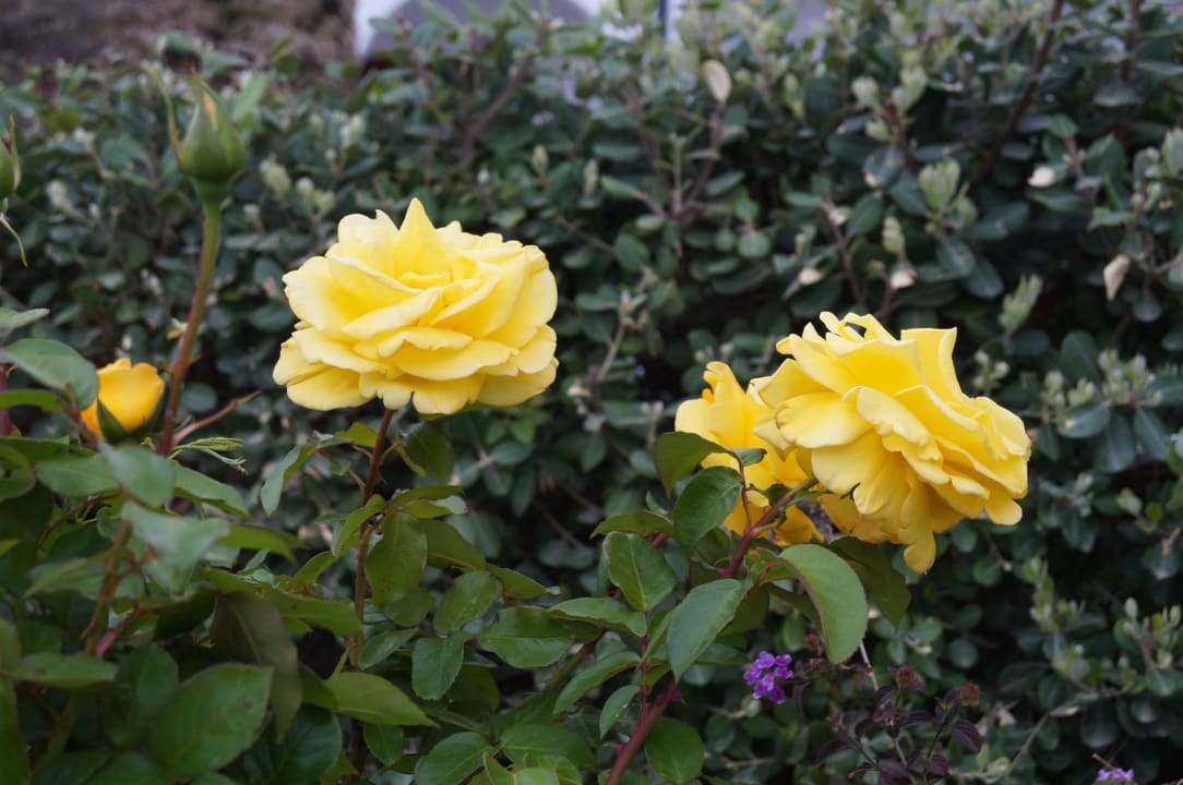 Rosen Alianthos Garden Hotel