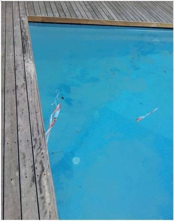 Dreckfilm im Aussenpool Voyage Belek Golf & Spa