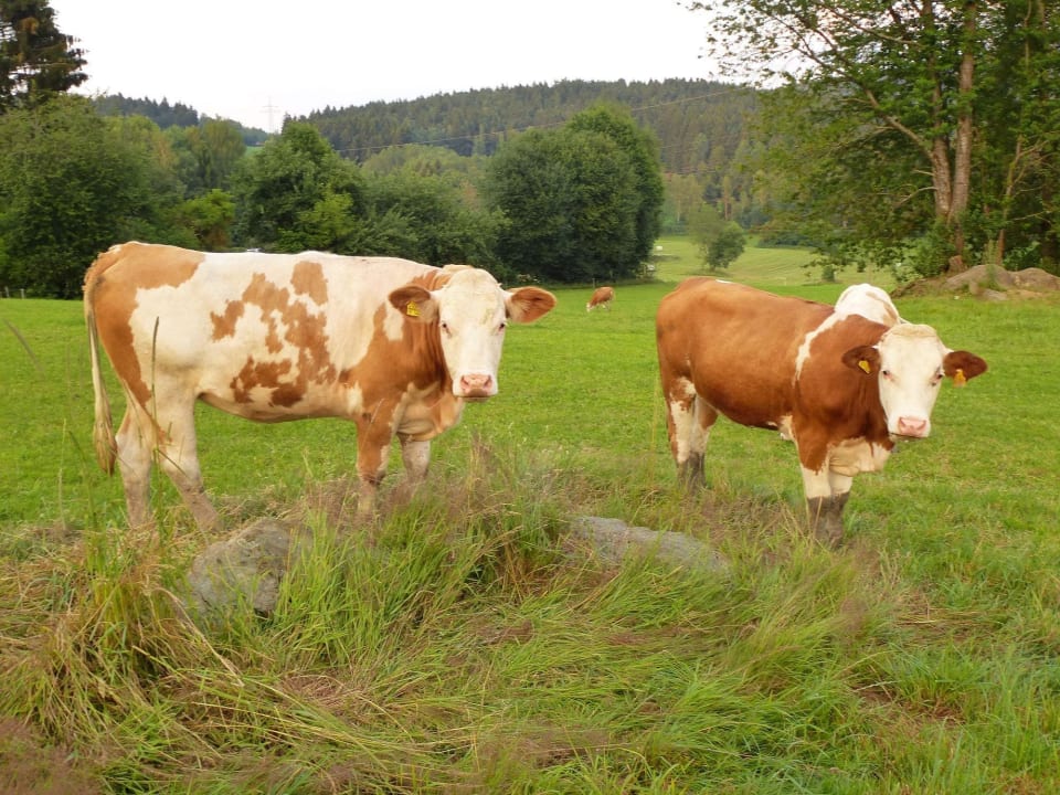 Unsere Kühe Familienbauernhof König