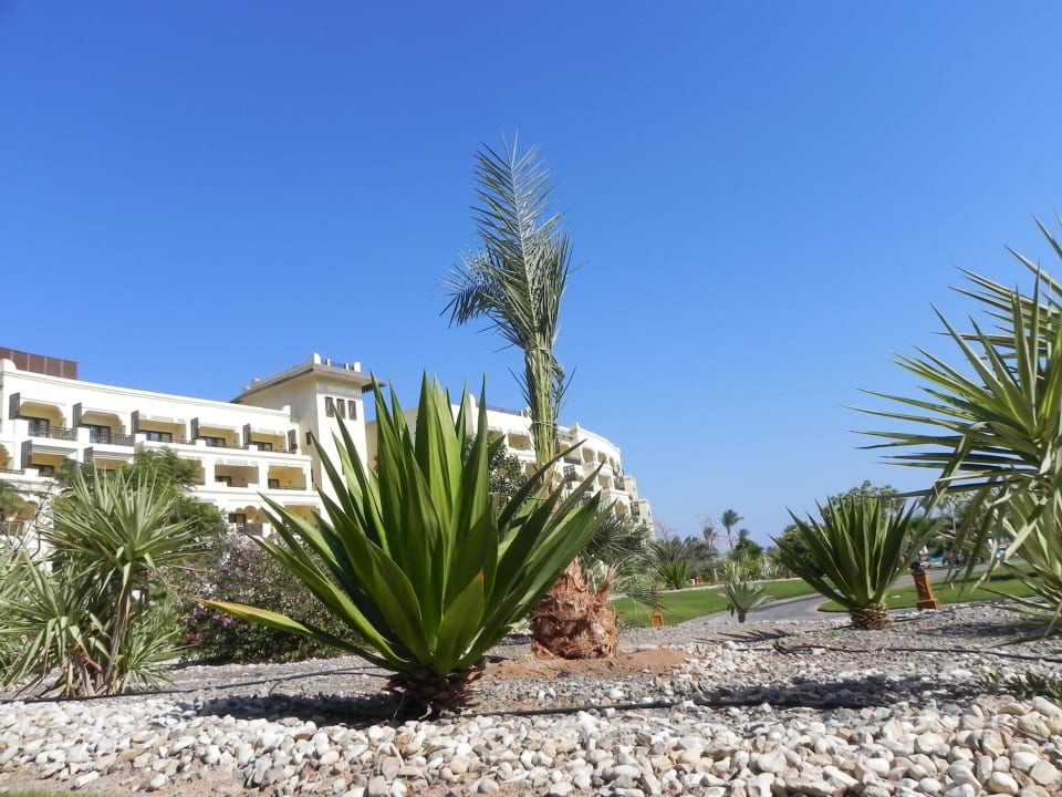 Viele Pflanzen Steigenberger ALDAU Beach Hotel