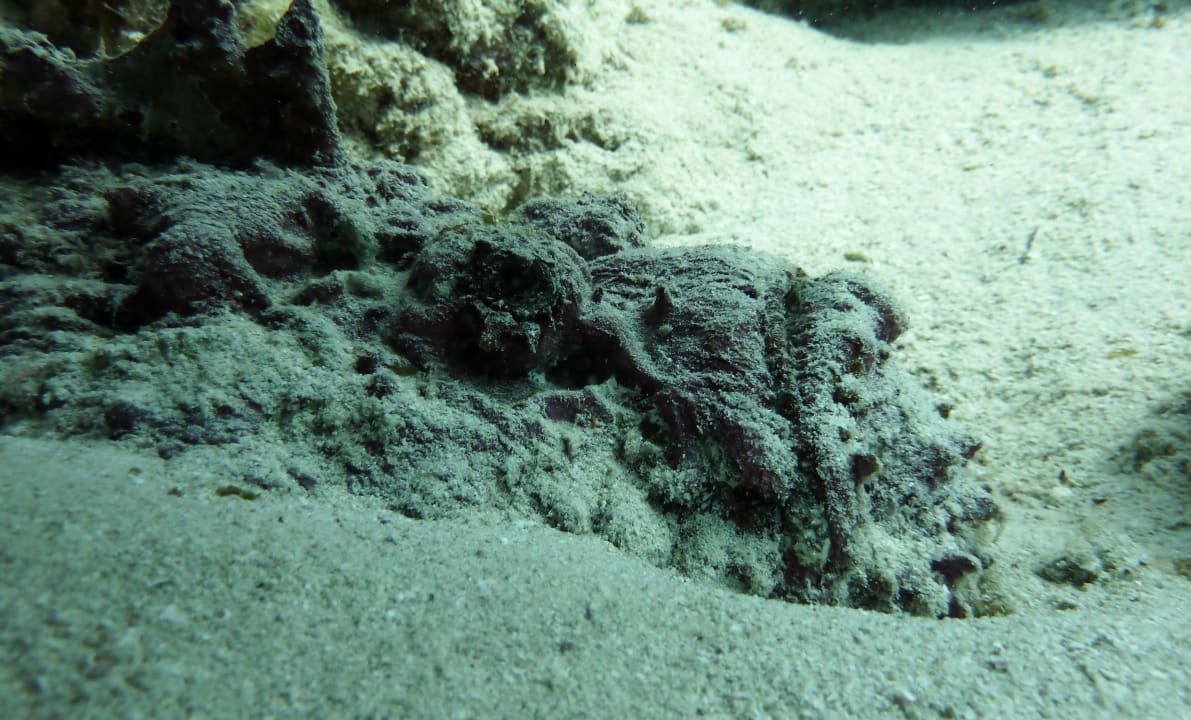 Steinfisch Hotel Coral Garden